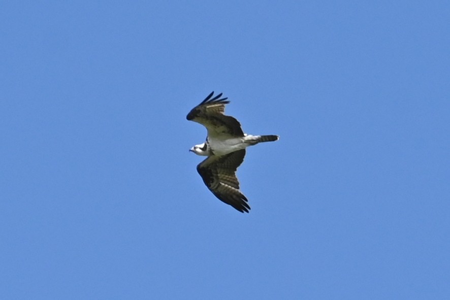 Balık Kartalı - ML646211481