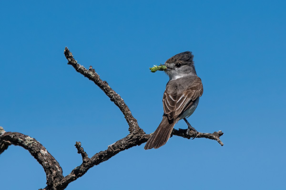 White-naped Xenopsaris - ML646211484