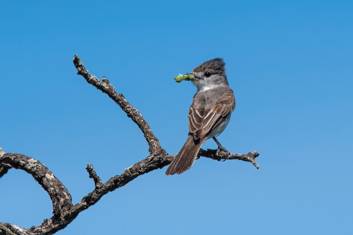 White-naped Xenopsaris - ML646211485