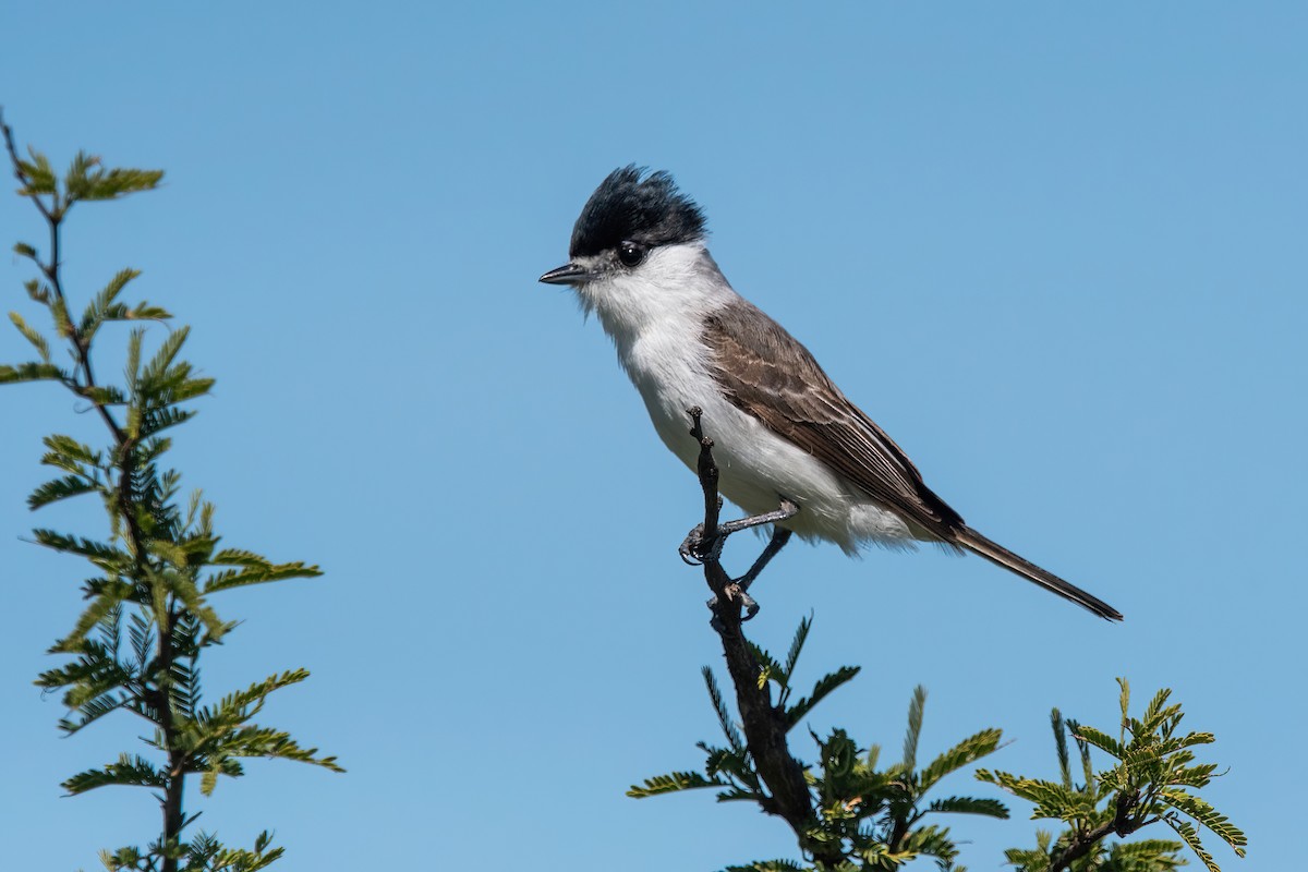 White-naped Xenopsaris - ML646211486