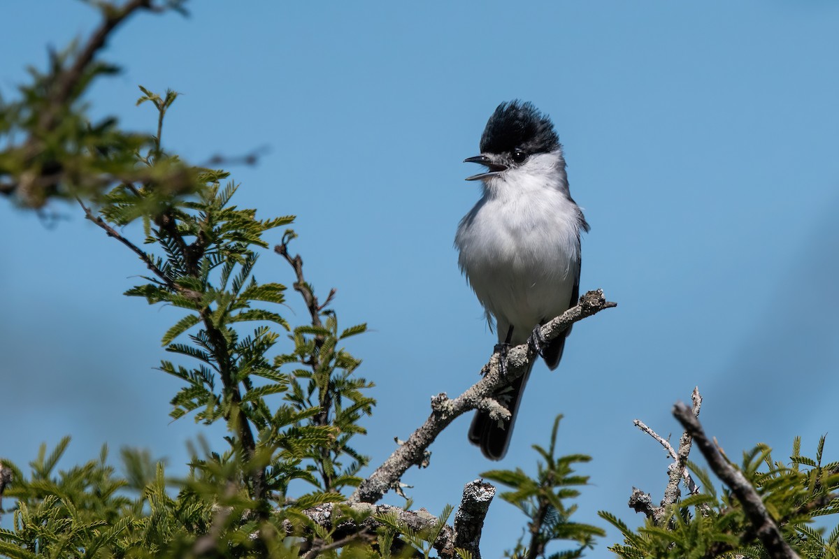 White-naped Xenopsaris - ML646211487