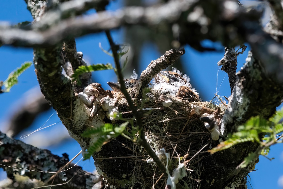 White-naped Xenopsaris - ML646211488