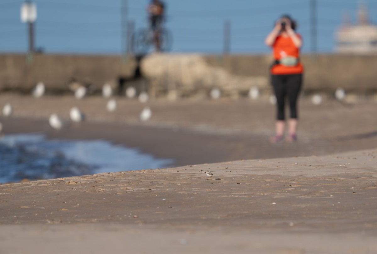 Piping Plover - ML646211504