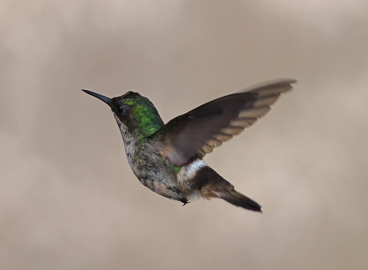 Festive Coquette - ML646211511