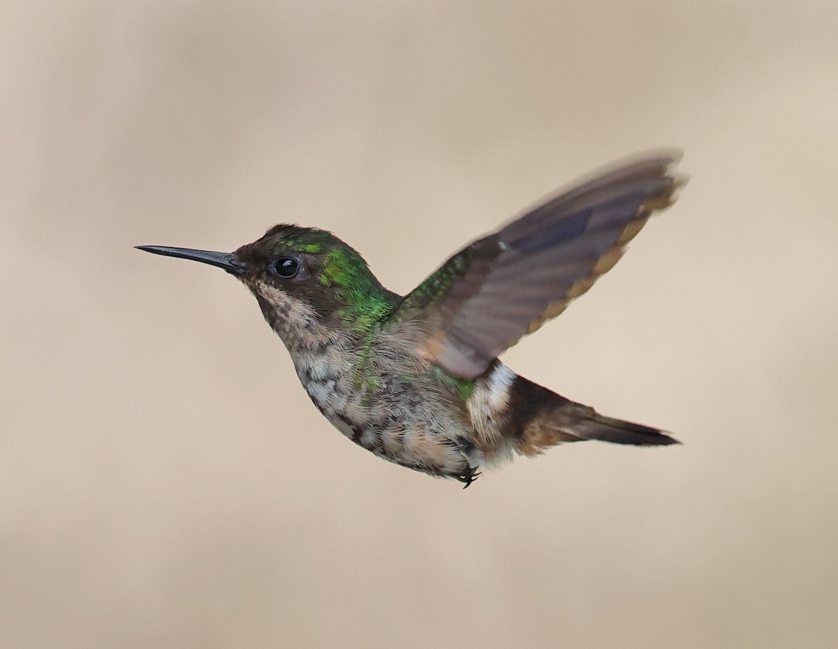 Festive Coquette - ML646211512