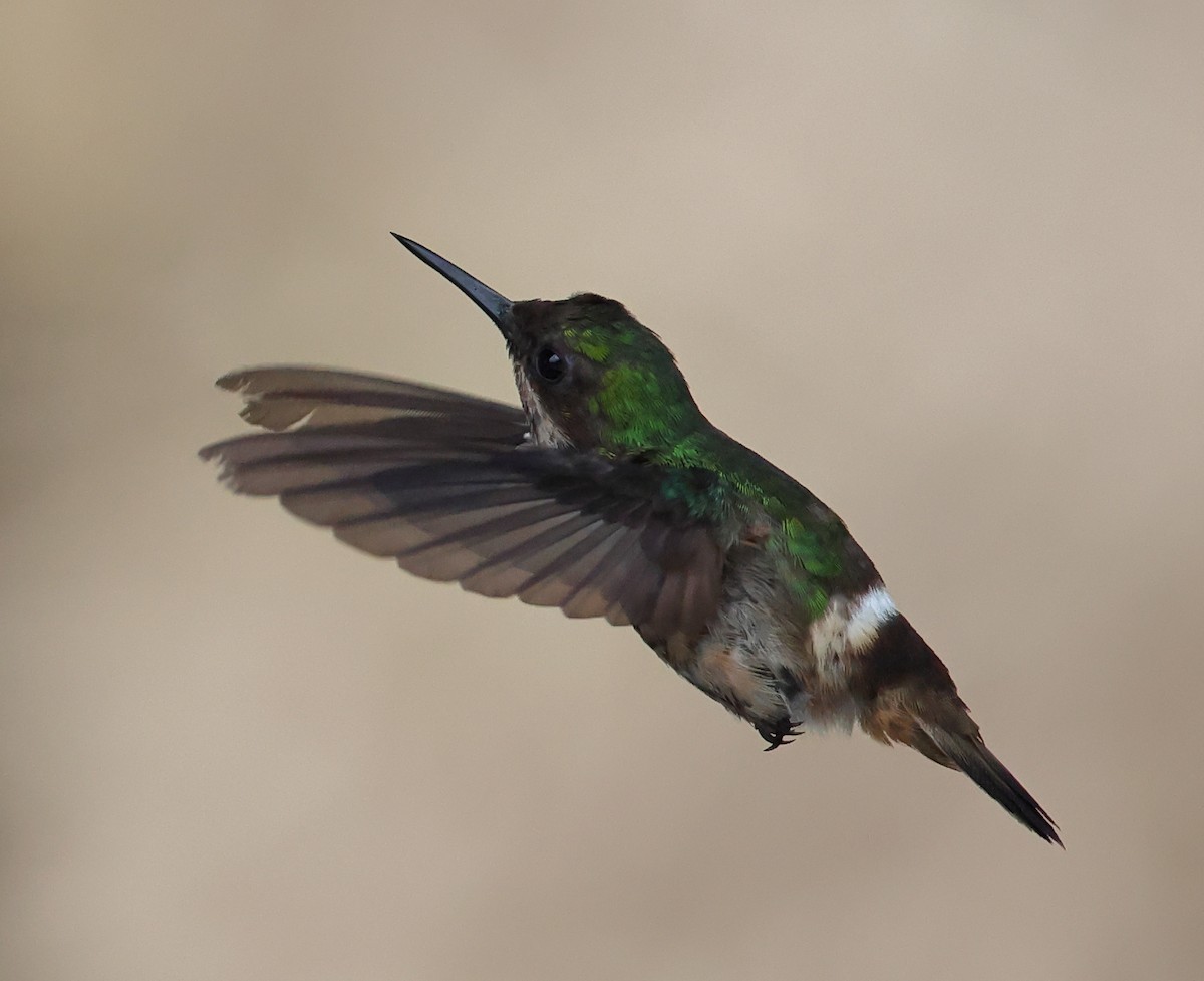 Festive Coquette - ML646211513