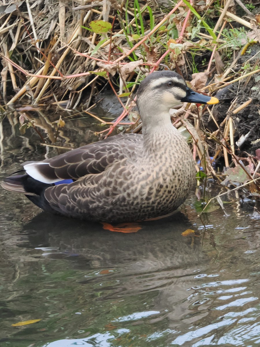 花嘴鴨 - ML646211514