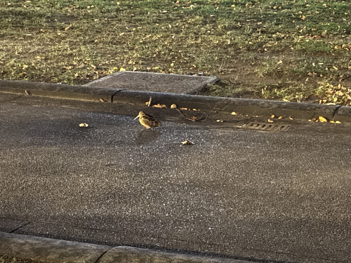 Kanadaschnepfe - ML646211526