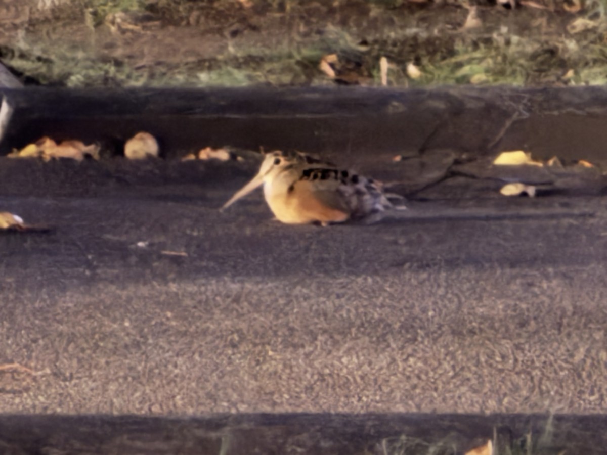 Kanadaschnepfe - ML646211527