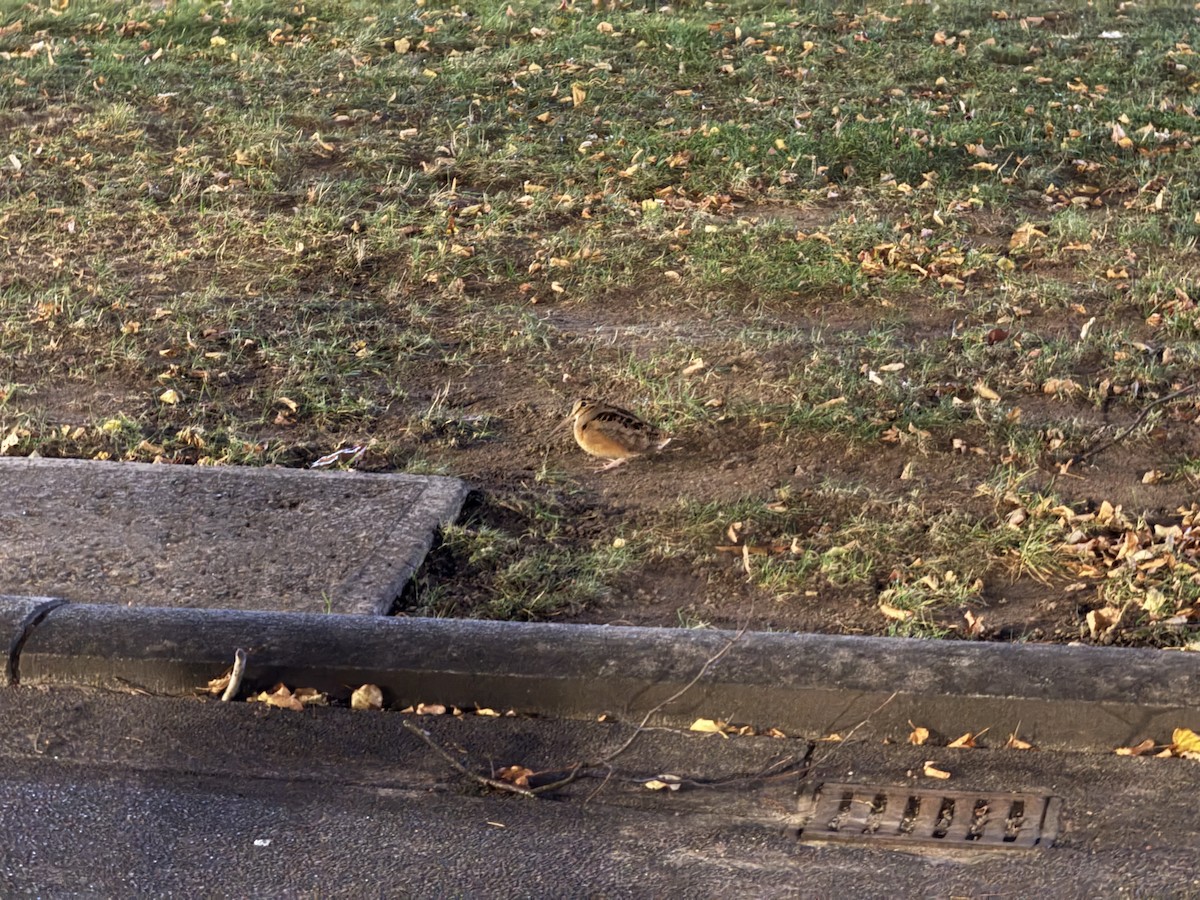 Kanadaschnepfe - ML646211528