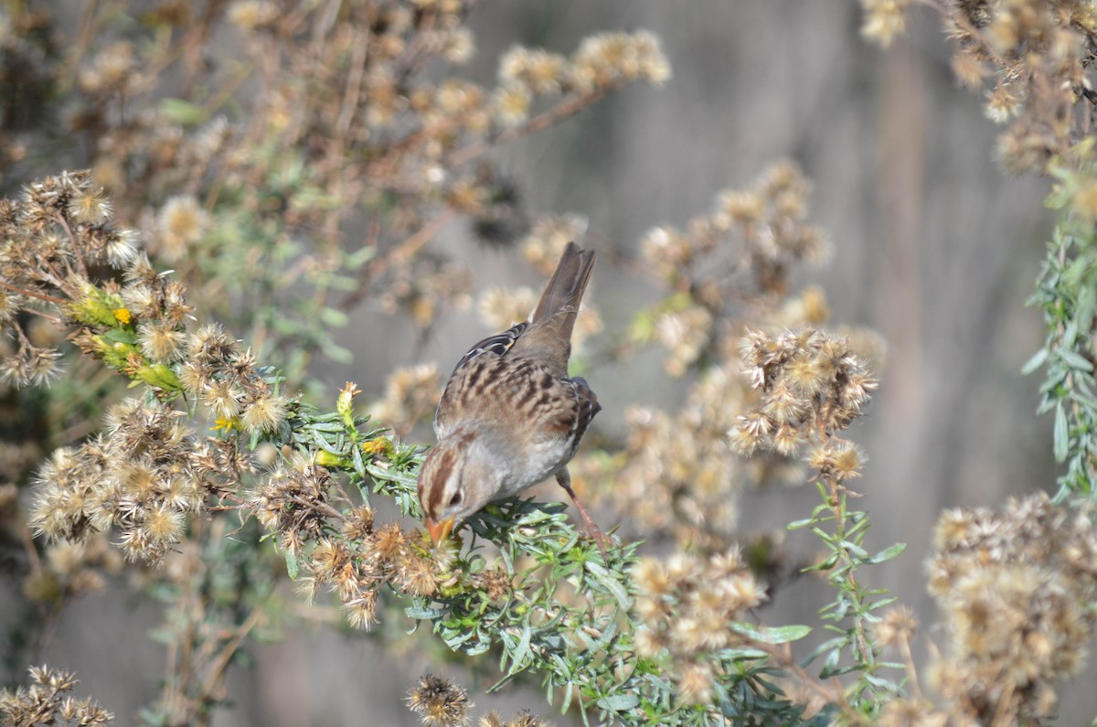 strnadec bělopásý - ML646211529
