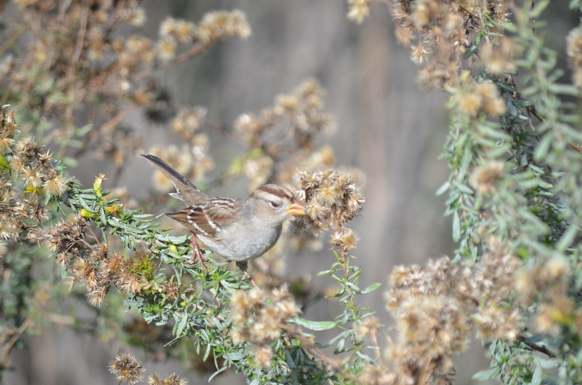 strnadec bělopásý - ML646211530