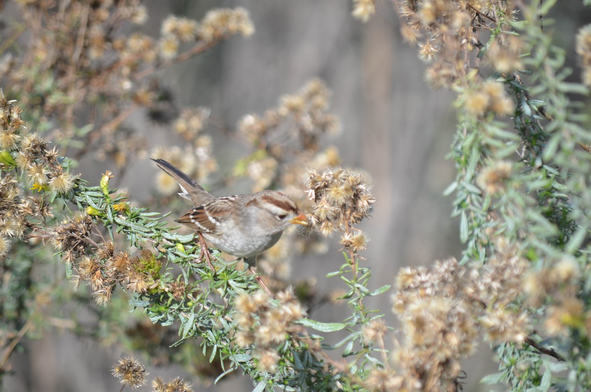 strnadec bělopásý - ML646211531
