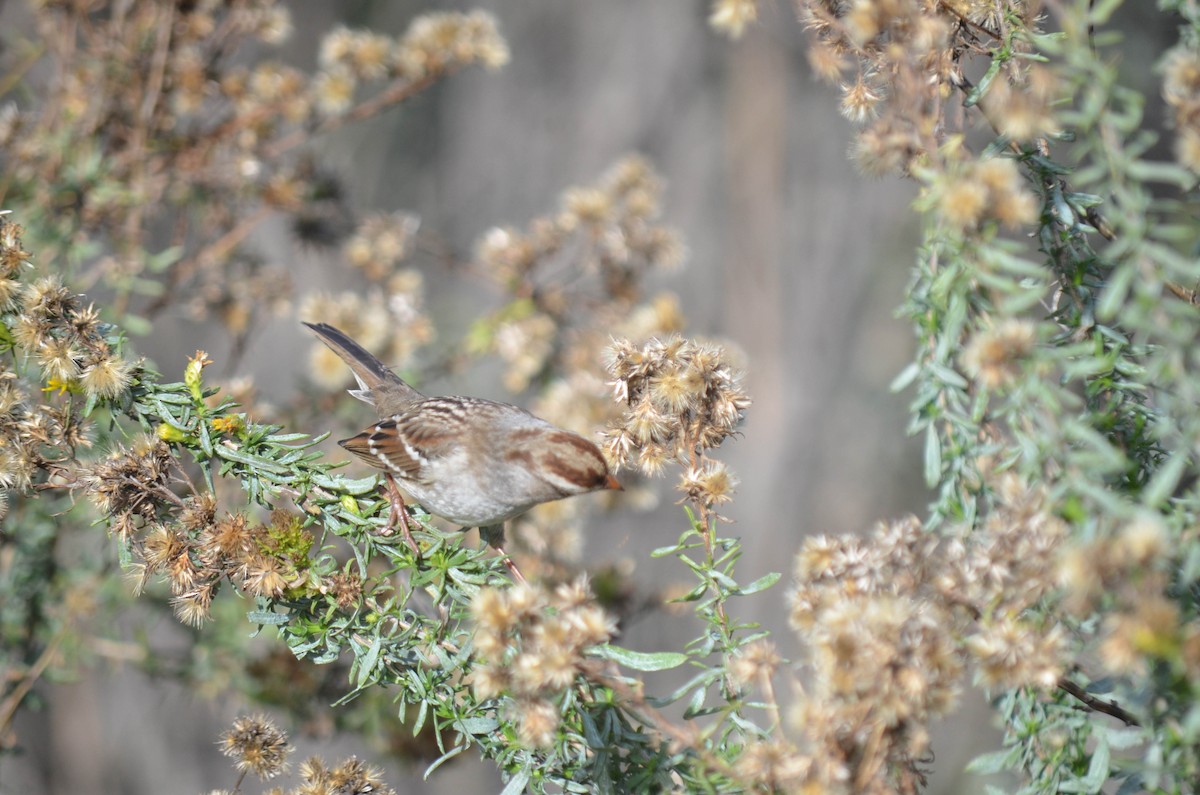 strnadec bělopásý - ML646211532