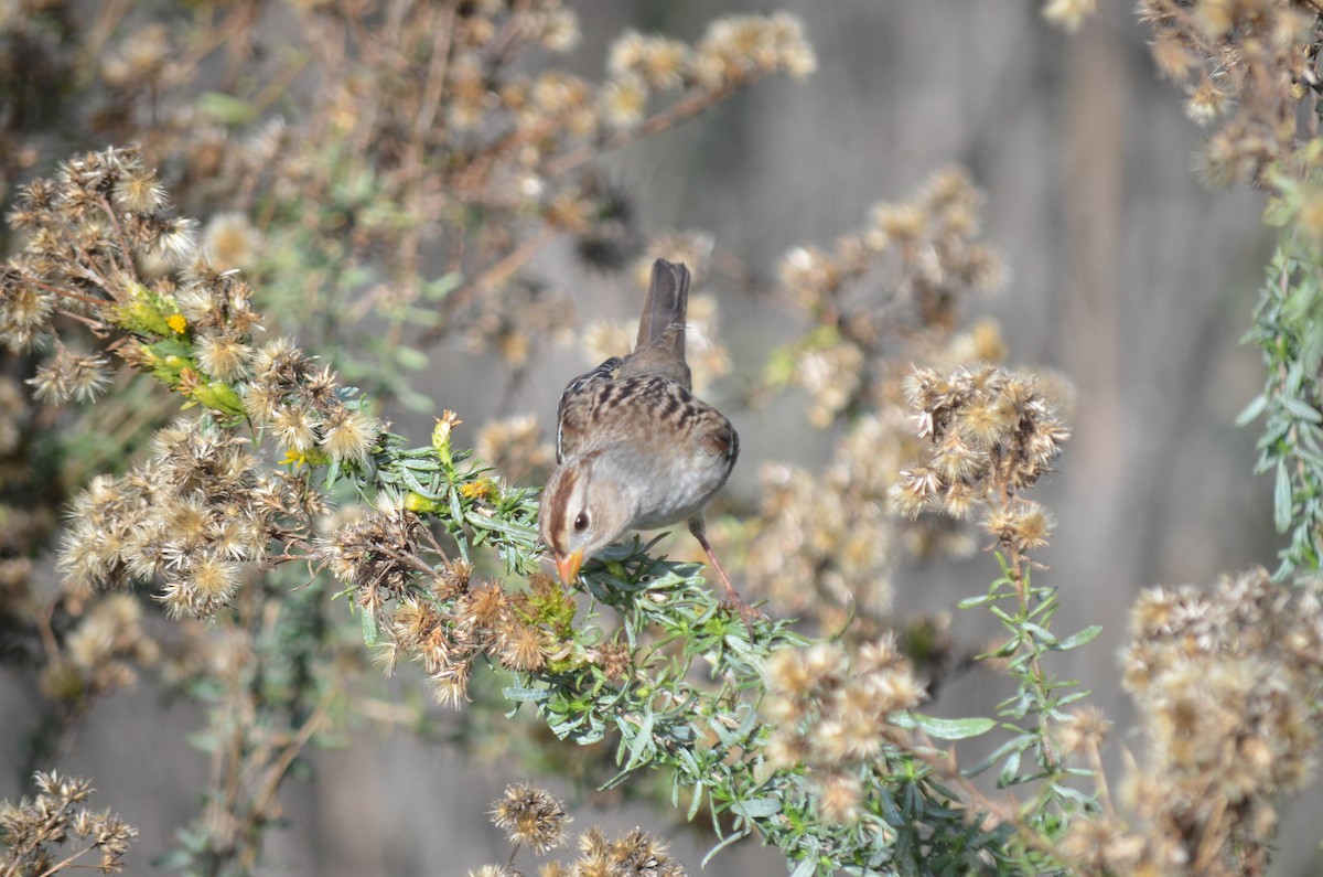 strnadec bělopásý - ML646211533