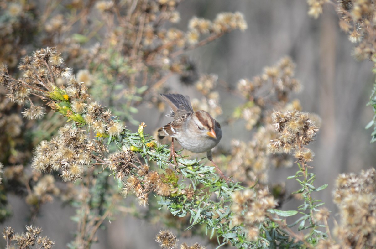strnadec bělopásý - ML646211534