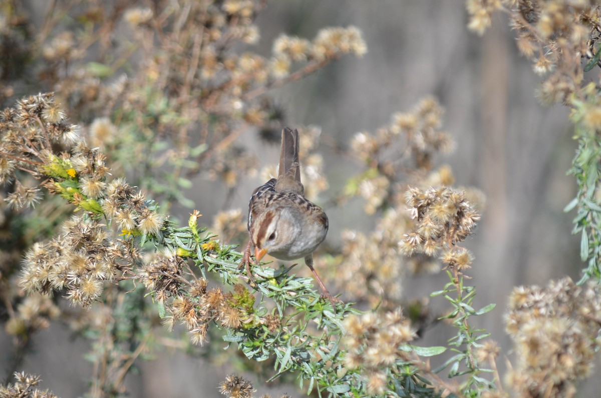 strnadec bělopásý - ML646211535