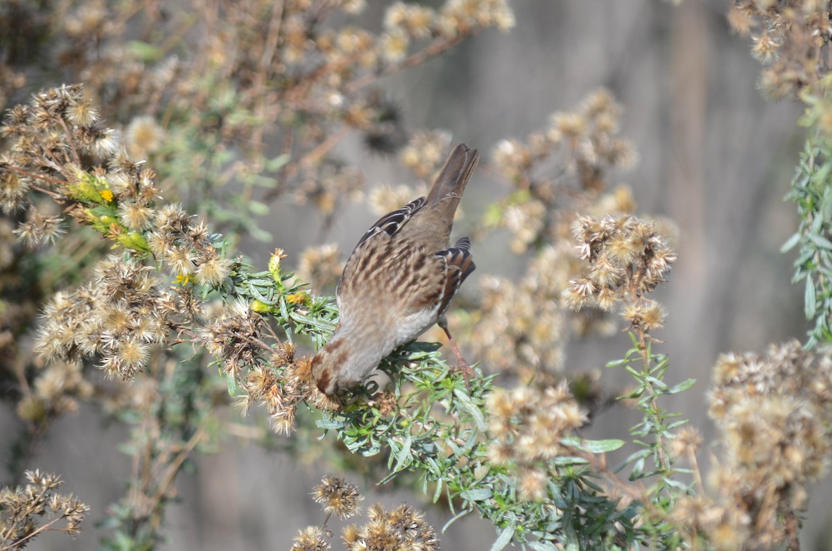 strnadec bělopásý - ML646211536