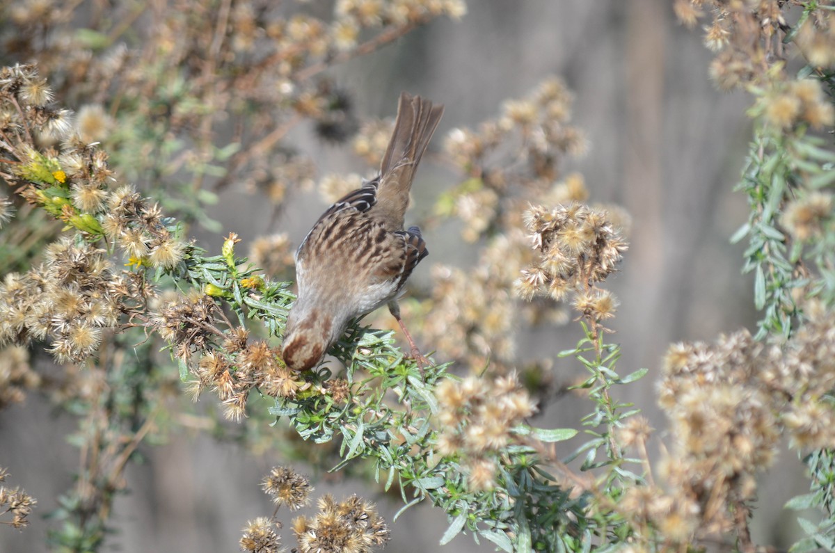 strnadec bělopásý - ML646211537