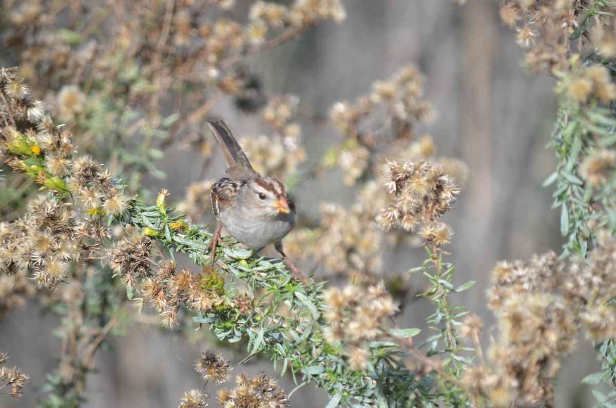 strnadec bělopásý - ML646211538