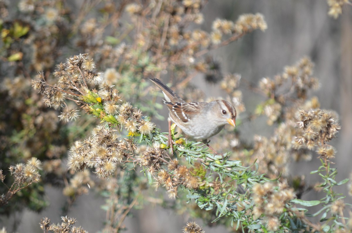 strnadec bělopásý - ML646211539