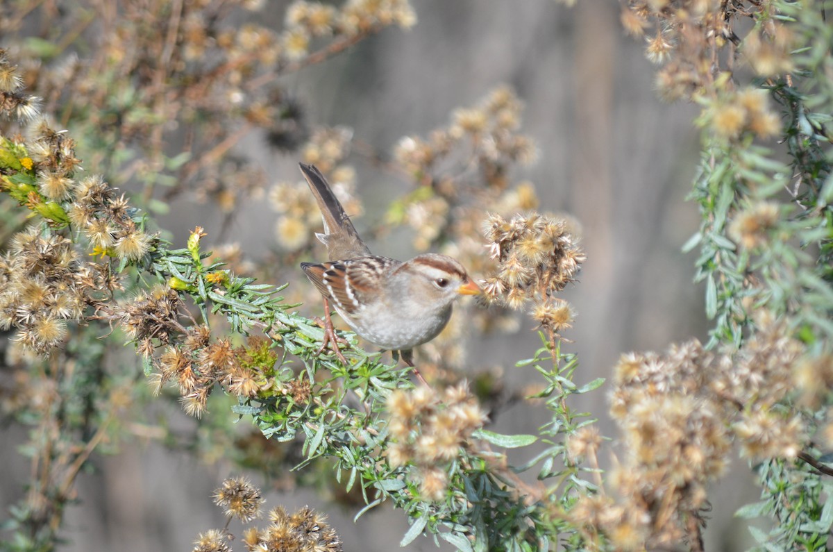 strnadec bělopásý - ML646211540