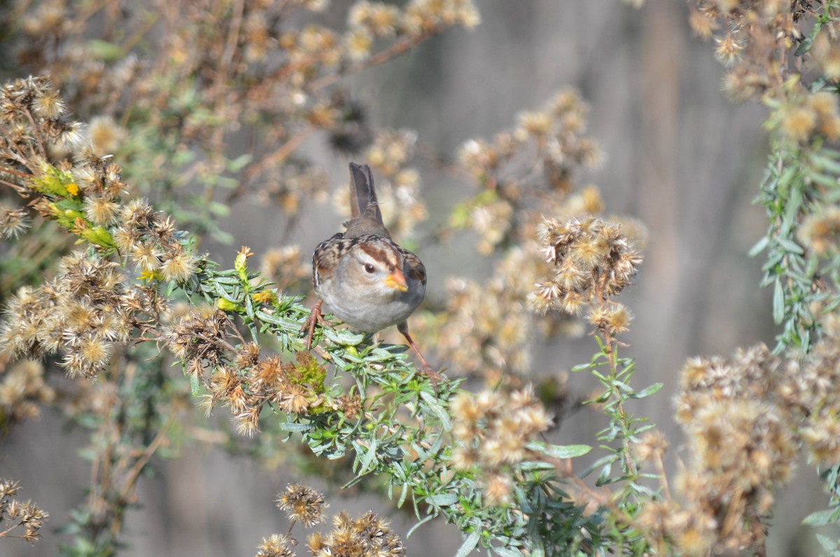 strnadec bělopásý - ML646211541