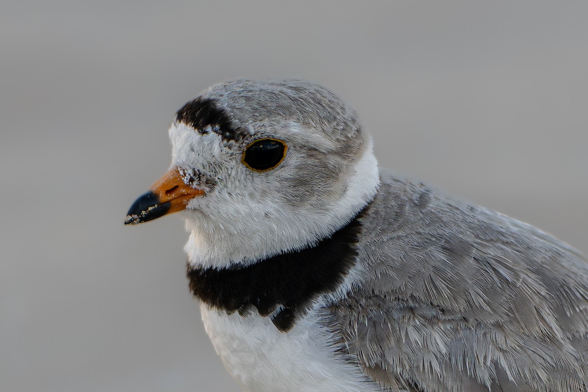 Piping Plover - ML646211542