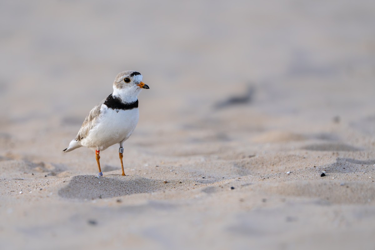 Piping Plover - ML646211543