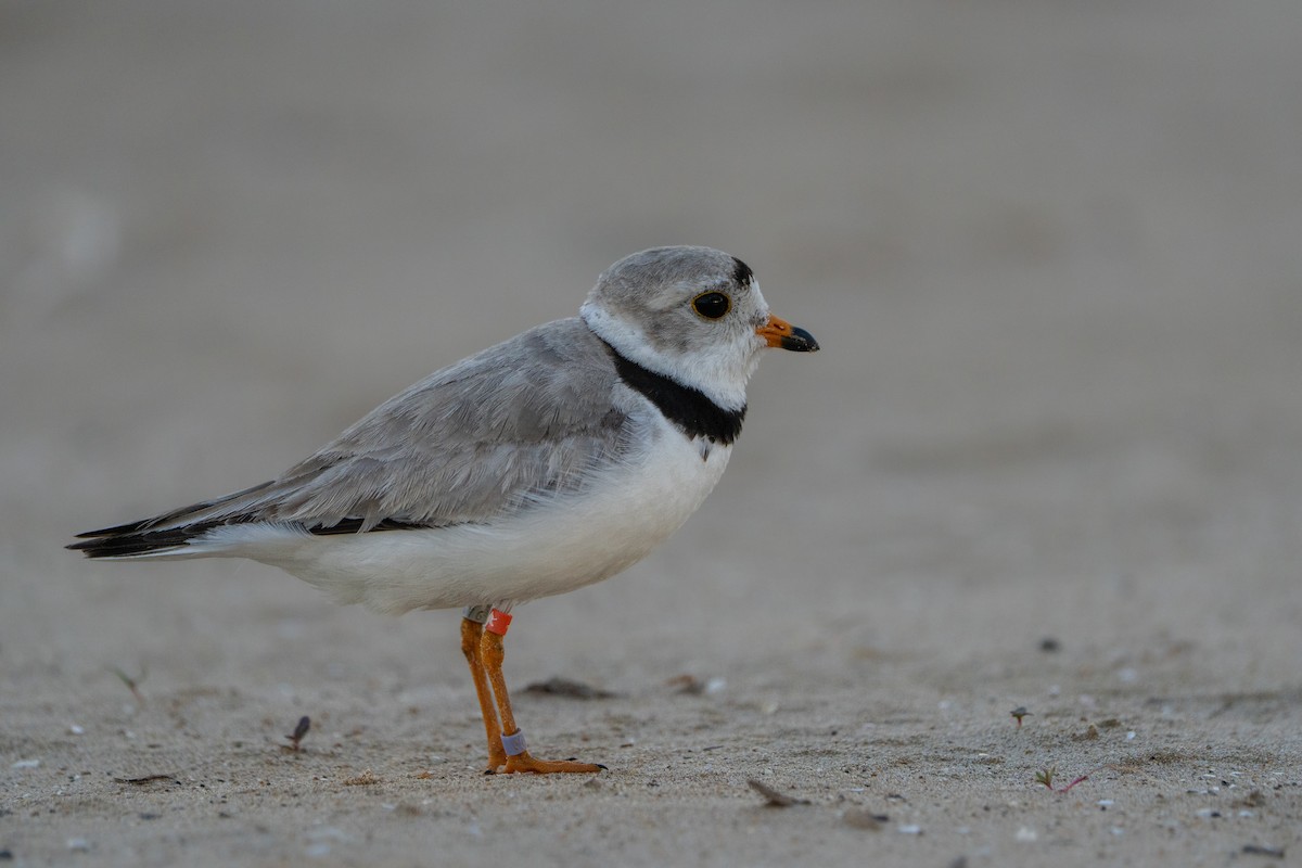Piping Plover - ML646211544