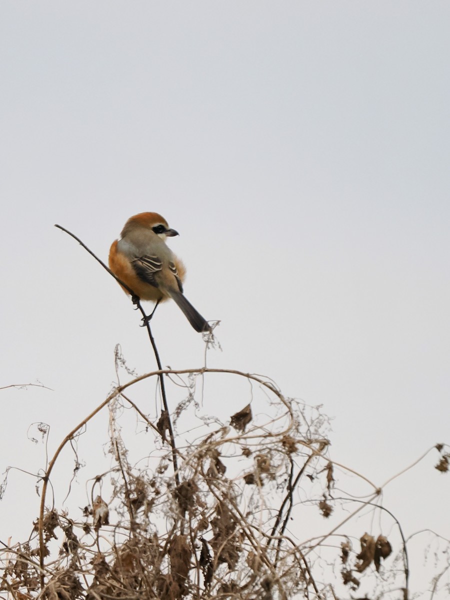 紅頭伯勞 - ML646211545