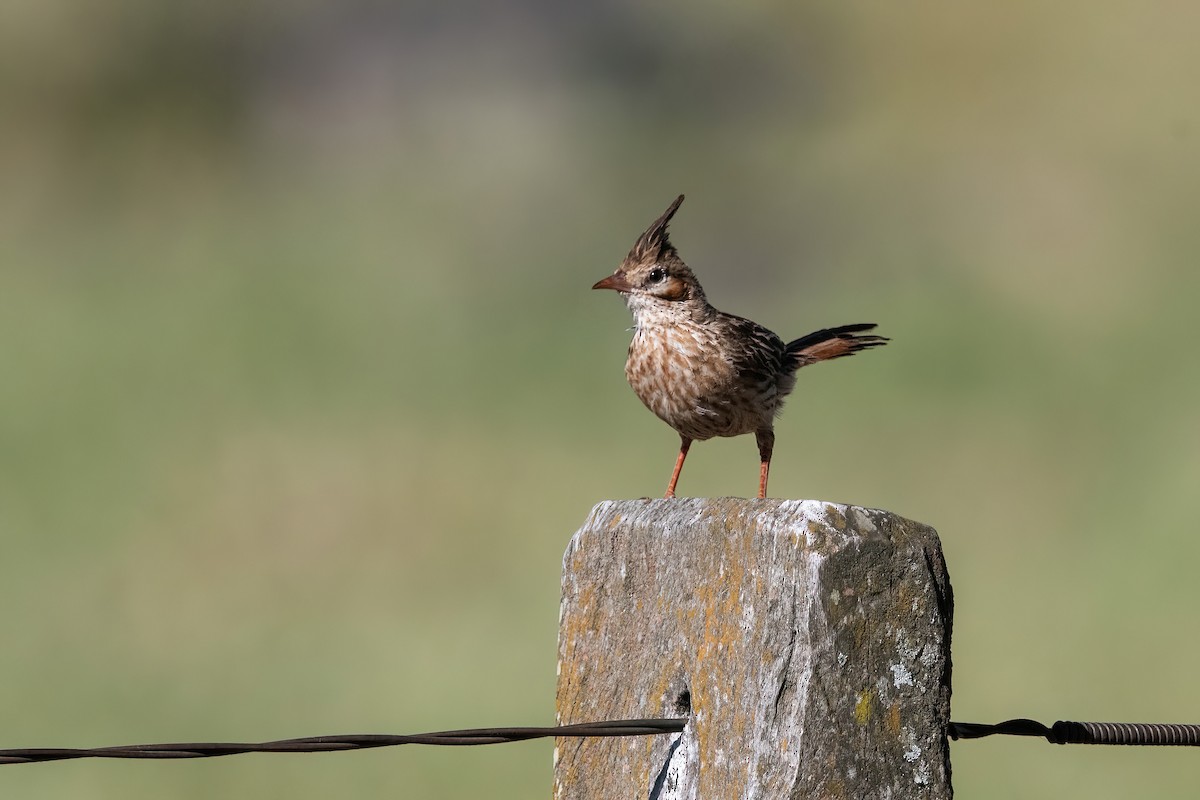 lerkekrattløper - ML646211552