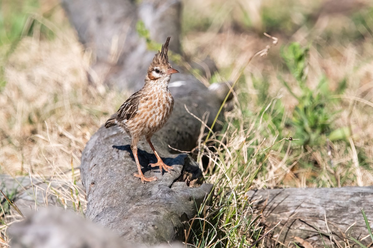 lerkekrattløper - ML646211553