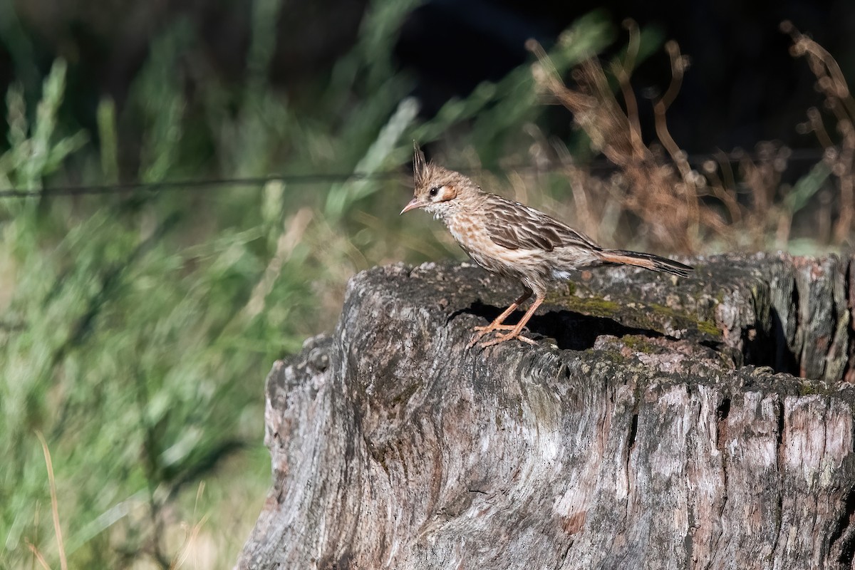 lerkekrattløper - ML646211554