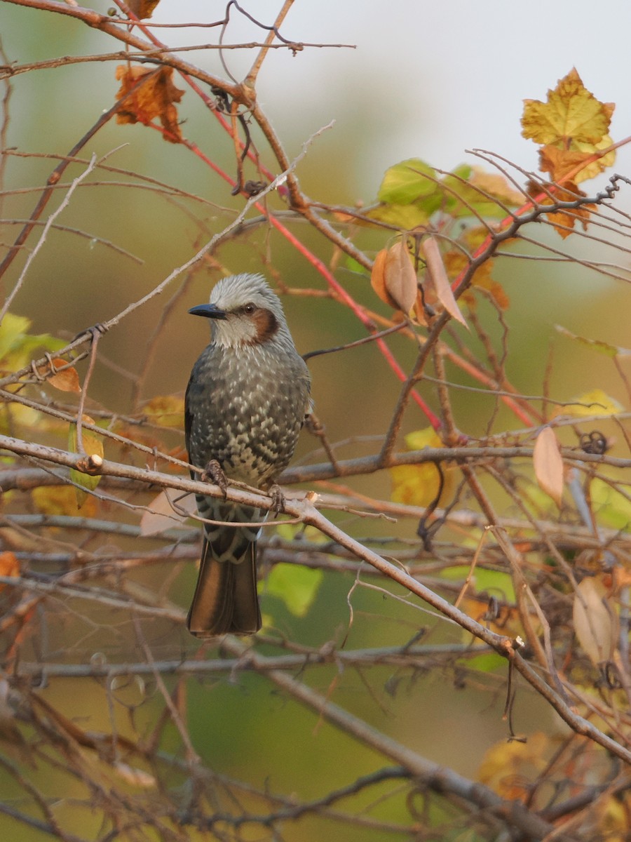 棕耳鵯 - ML646211556