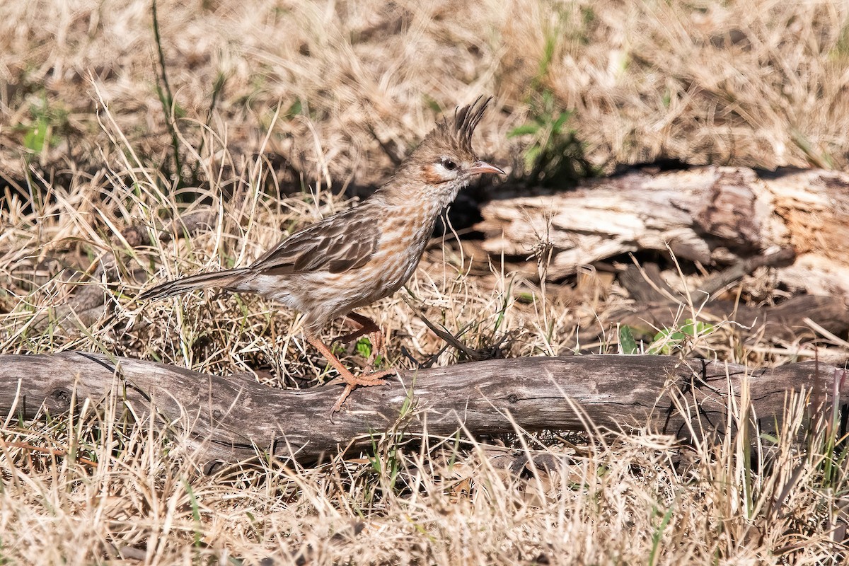 lerkekrattløper - ML646211557