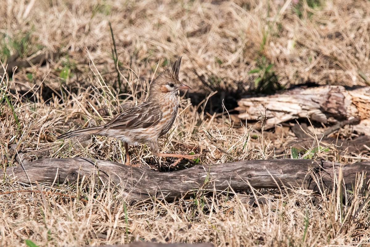 lerkekrattløper - ML646211559