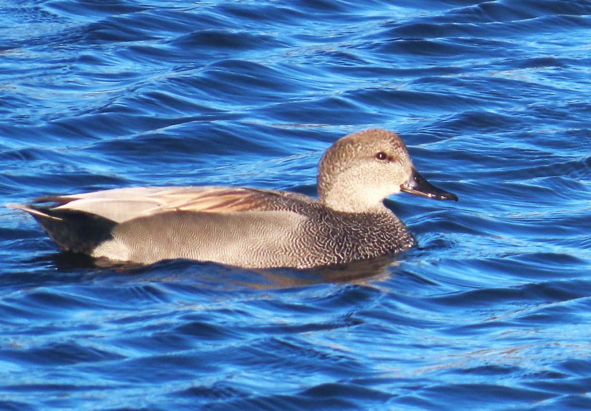 kopřivka obecná - ML646211567