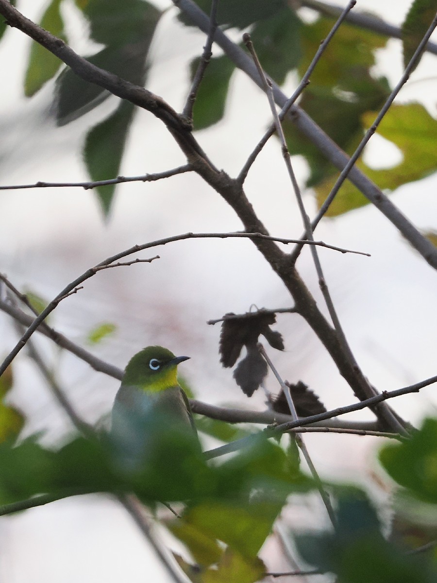 日菲繡眼 - ML646211568