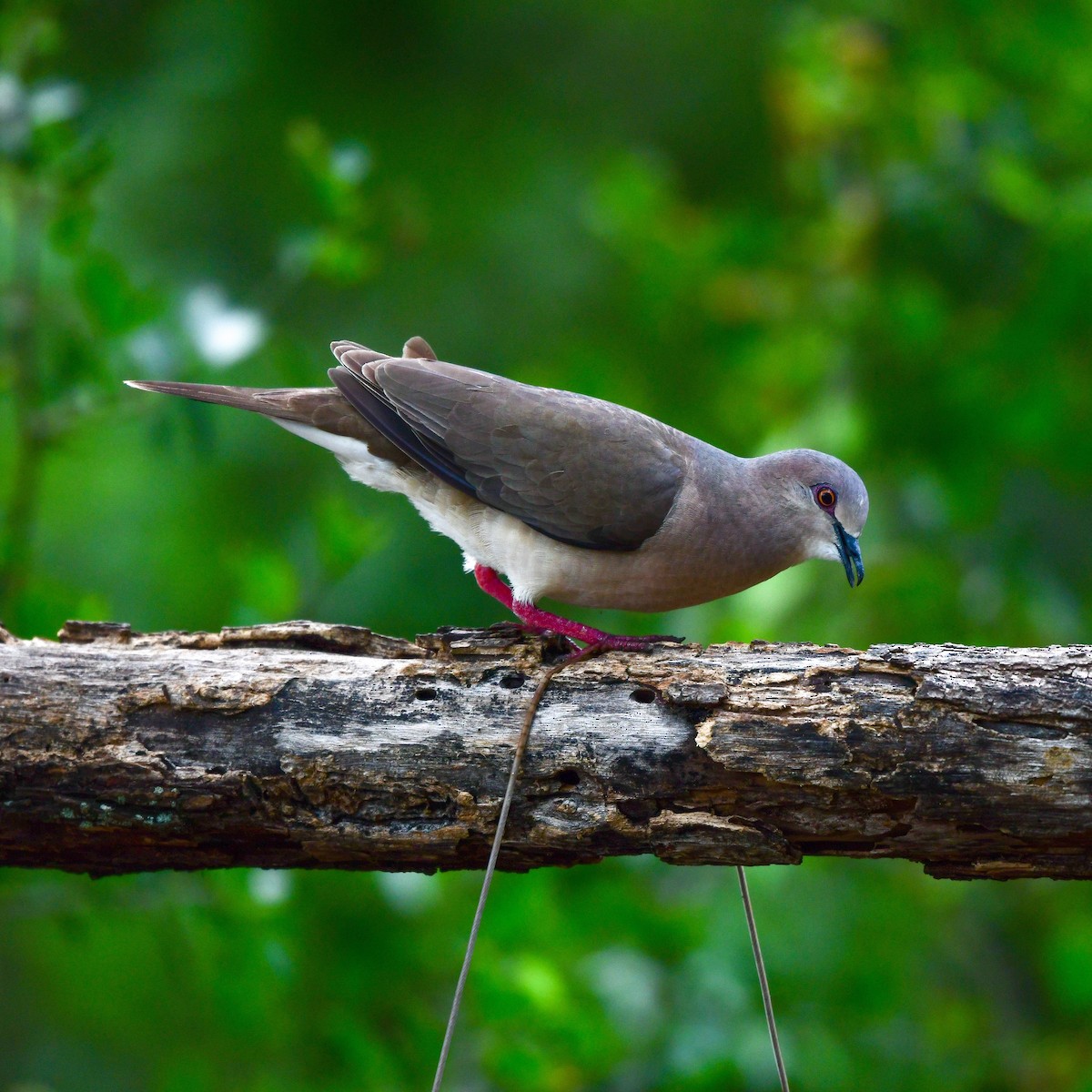 White-tipped Dove - ML646211569