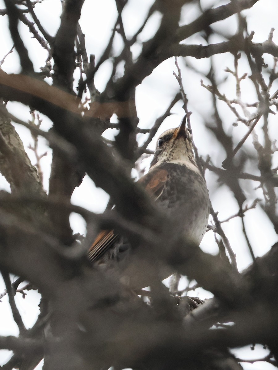 斑點鶇 - ML646211573