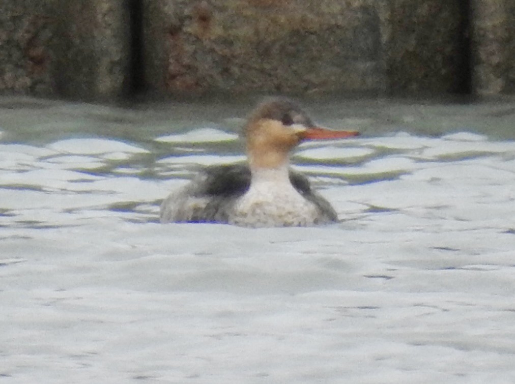 Red-breasted Merganser - ML646211574