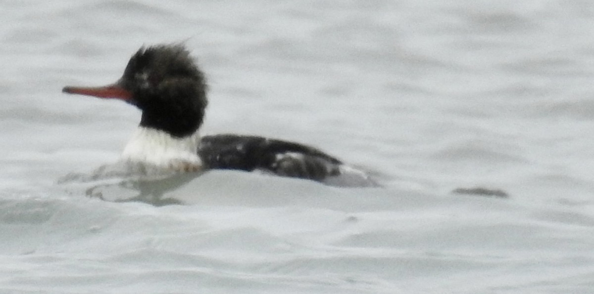 Red-breasted Merganser - ML646211575