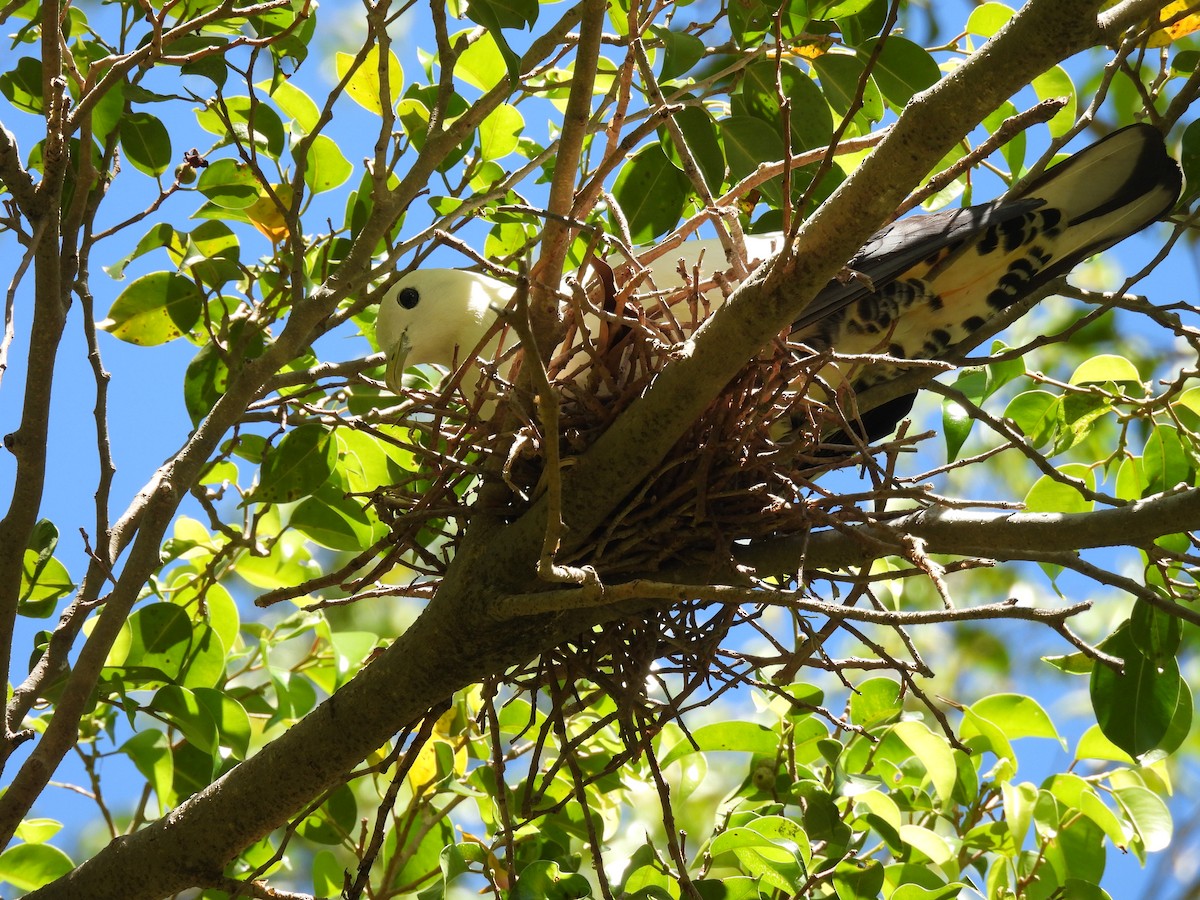 Torresian Imperial-Pigeon - ML646211576