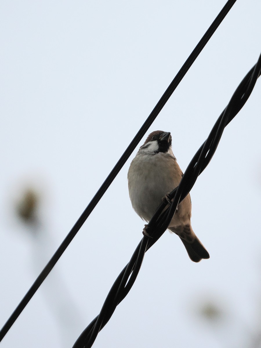 麻雀 - ML646211577