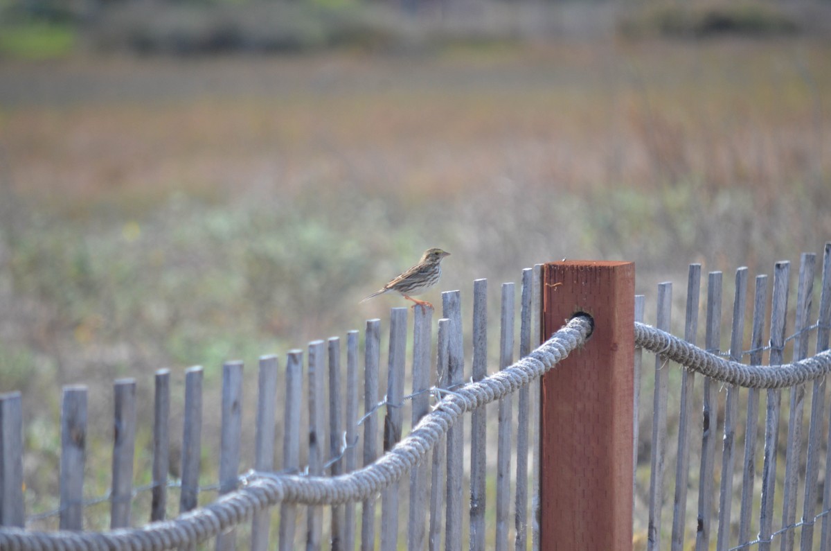 strnadec luční - ML646211584