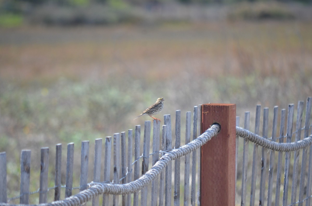 Chingolo Sabanero - ML646211585