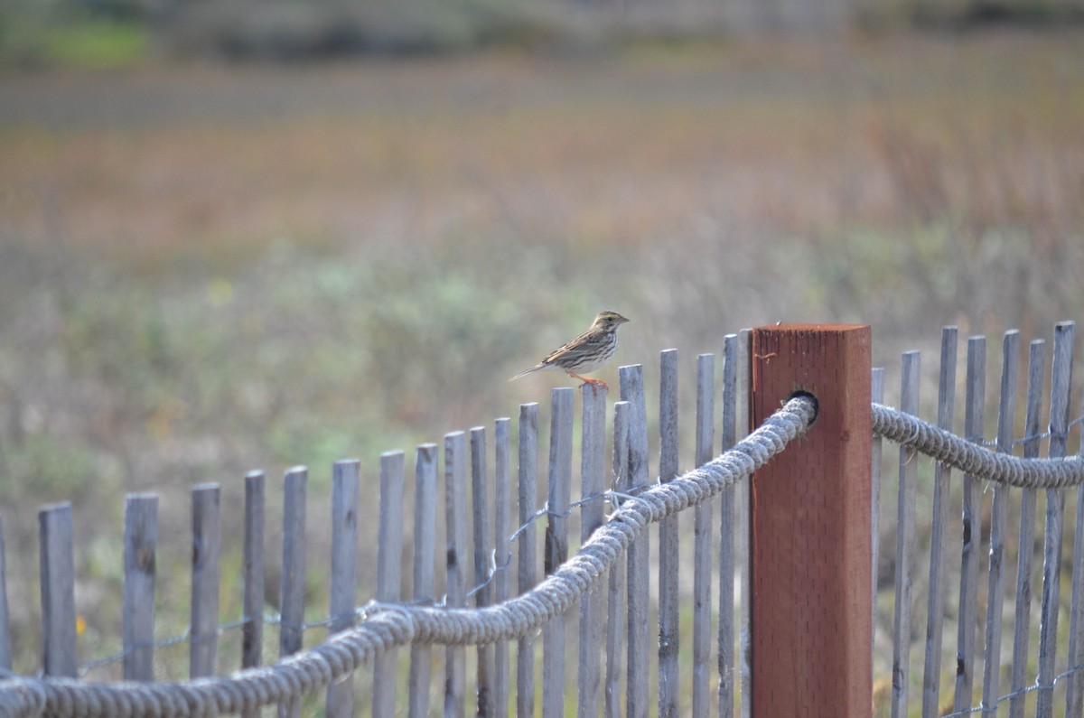 Chingolo Sabanero - ML646211586