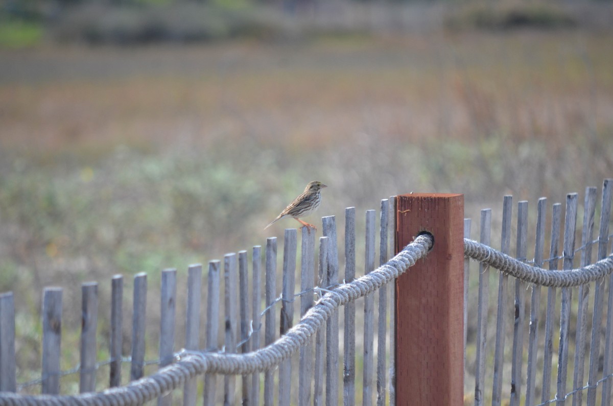 Chingolo Sabanero - ML646211587
