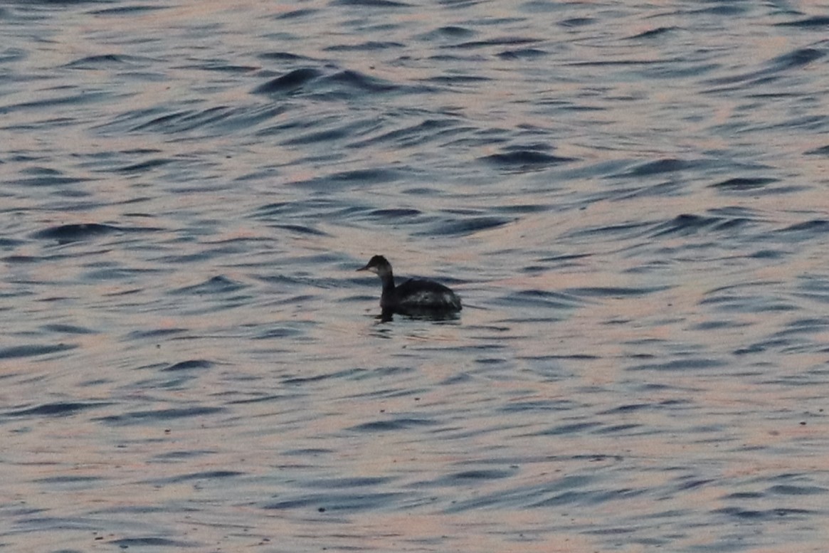 potápka černokrká - ML646211592